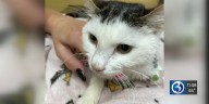 Cat surrendered to shelter in critical condition with two broken legs