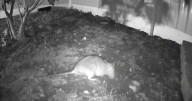 'Worst nightmare': Documents show rat problems in Cheektowaga date back decades