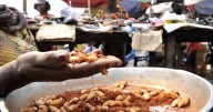 'You'll have a long life': In DR Congo, maggots and caterpillars are prized food