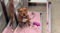 Washington D.C. Dog Who Spent More Than 240 Days In Shelter Gets The Surprise Of A Lifetime