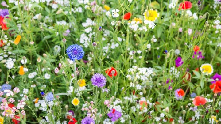 Las 7 plantas que tenés que sembrar en septiembre para que tu jardín se llene de flores