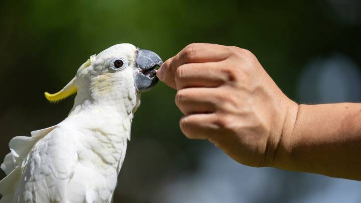 Nest boxes help endangered cockatoos find homes in urban Hong Kong