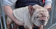 Two men sentenced for running 'horror' dog fertility clinic from shed