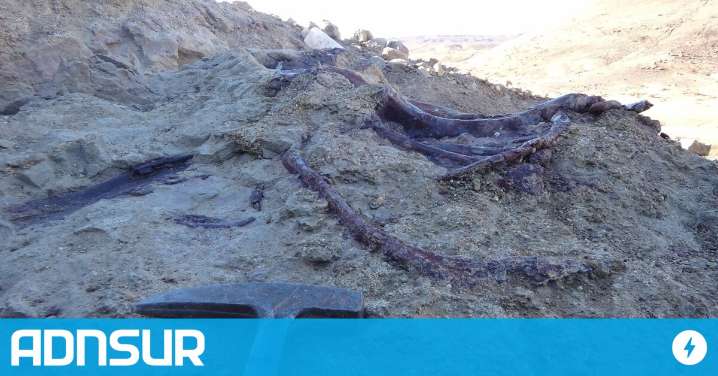 Hallazgo histórico en Chubut: la decisión inesperada que permitió descubrir un nuevo dinosaurio