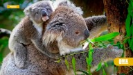 Australia crea el Gran Parque Nacional de los Koalas para evitar su extinción