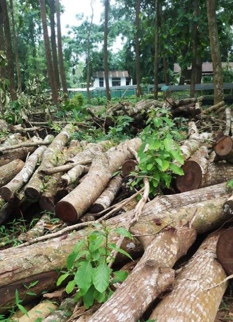 Govt urges HC to ease order on tree felling