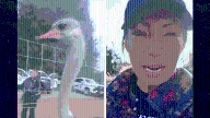 Canadian Ostrich Kill Order Protesters Arrested, Tensions Heighten, on Video