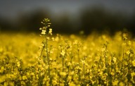 ‘Mercy of politics’: Canadian farmers weigh plans as Chinese tariff hits canola price