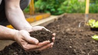 Soil Conditioner Vs. Fertilizer: How To Tell Which Is Best For Your Garden