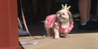 ‘Bark in the Park’ crowns furry friends King and Queen