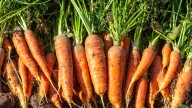 Why You Should Remove Your Carrot Tops Immediately