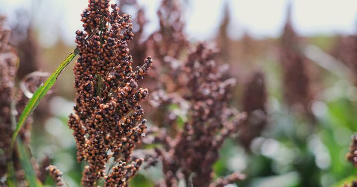Kansas sorghum farmers will have their biggest yield in years. But tariffs killed the market