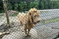 Scrutiny on Thai zoo grows after lion attack