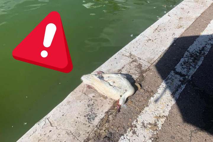 Denuncian abandono de los patos del parque Sahuatoba en Durango