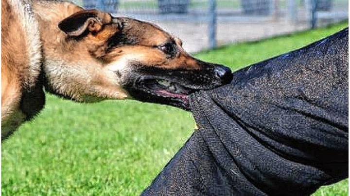 Nogoyá: aplicarán multas a dueños de perros mordedores