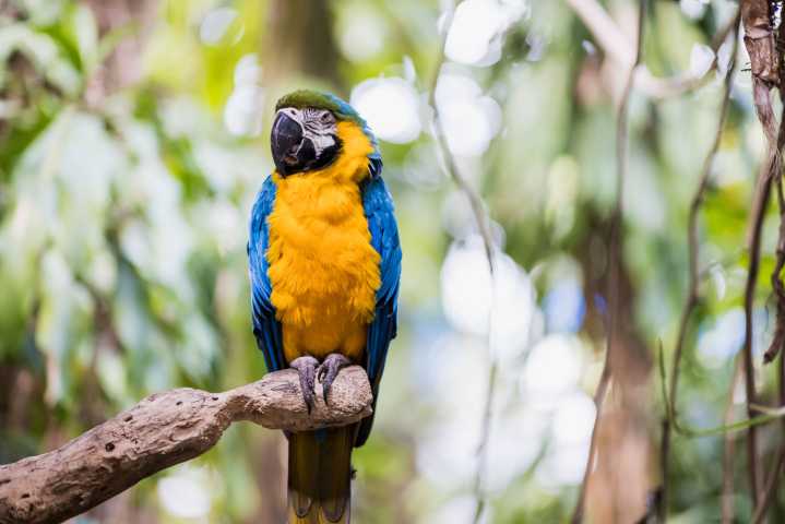 Free admission during summer to Jungle Island, Miami