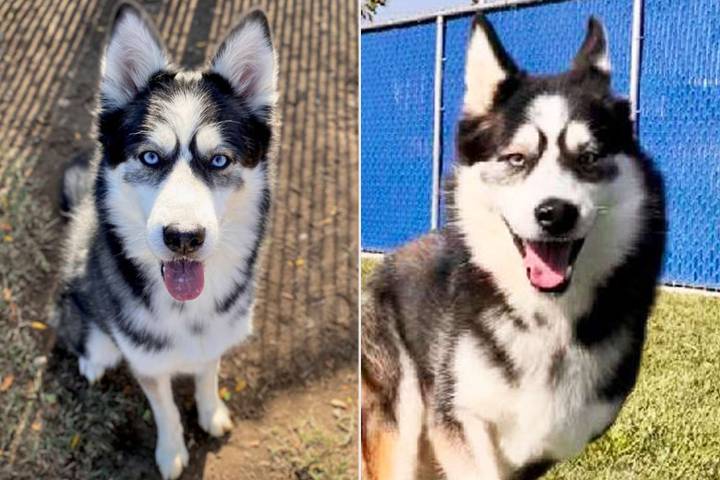 Sibling Dogs Land in Shelter for Over a Year Due to Lack of 'Brotherly Love'