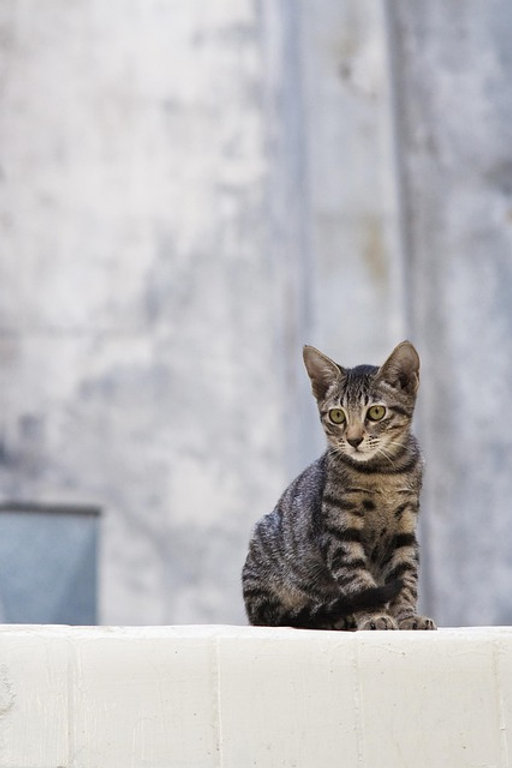Nation's Cats keeping an eye on something funny going on in living room corner