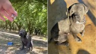 Oregon Dog Found Curled On A Mattress In The Woods Finally Learns What Love Feels Like