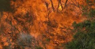 Complacency, lack of hazard reduction burns put NSW at risk of dangerous bushfire season
