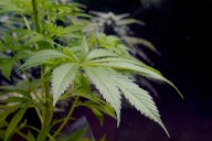 Newsom signs AB 564 cutting taxes on cannabis, focusing on long