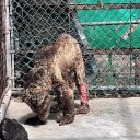 Trasladan a osezna descuidada en Nuevo León a fundación para su recuperación