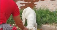 Encontraron a un perrito en un lamentable estado y varios salteños lloraron: "Tiene..."