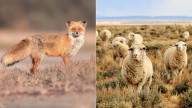 Tras ocho mil años de domesticación, así hemos cambiado el tamaño de los animales