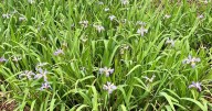 Now’s a good time to divide and share irises