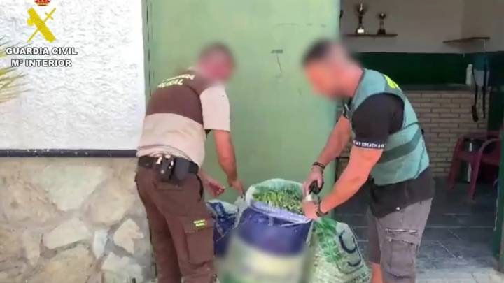 Dos detenidos por el robo de 30 toneladas de aceitunas de mesa en el Aljarafe (Sevilla)