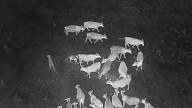 Biologists using drones blasting AC/DC to protect livestock