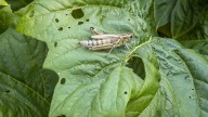 The Kitchen Ingredient That Helps Keep Grasshoppers Away From Your Garden