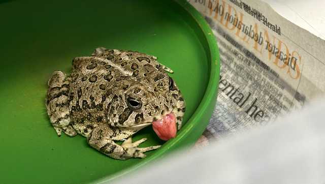 Nebraska Wildlife Rehab, Omaha's Henry Doorly Zoo team up to help toad with tongue protrusion
