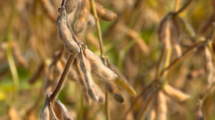 Soybean farmers struggle while trade war continues between US and China