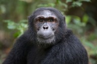 Un estudio cambia la narrativa sobre la evolución de los primates