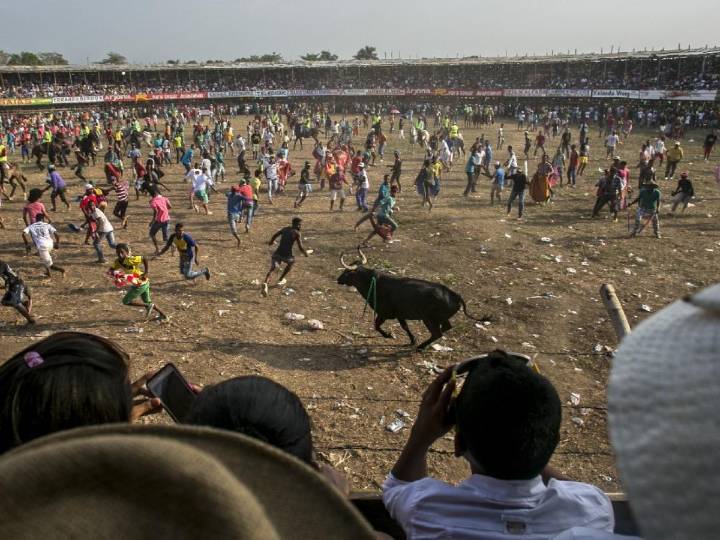 Corte respalda ley que veta corridas y otras prácticas con maltrato animal