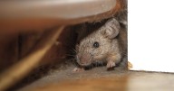 Banish mice from your home this autumn with 1 simple deterrent 'rodents hate'