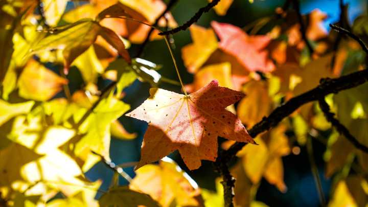 When is peak fall foliage? Top spots and times to see fall colors