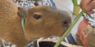 Three Capybara sisters are now Suncoast celebrities