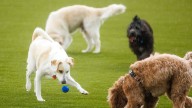 New AZ law requires owners to share contact information after dog bite