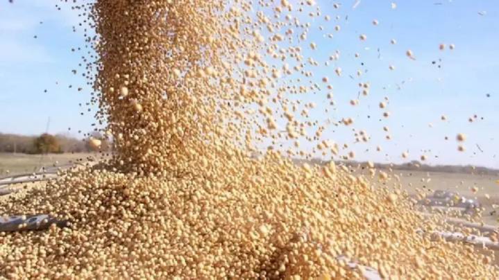 Se estima “un descuento importante en los porotos norteamericanos” por el sobre abastecimiento de soja en China