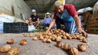 Productores de San Nicolás de los Ranchos celebran buenas cosechas tras pérdidas por el clima