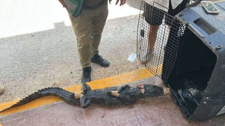 Pánico en colonia de Tulum por la aparición de un cocodrilo, vecinos lo atraparon