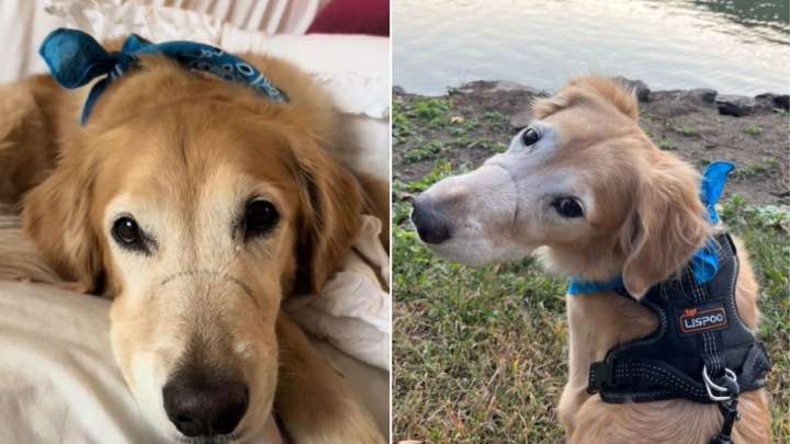 New York Woman Sees Her Dog’s Snout Scar And Creates A Heartwarming Nickname