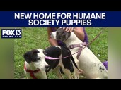 Dogs rescued in animal cruelty case find new home