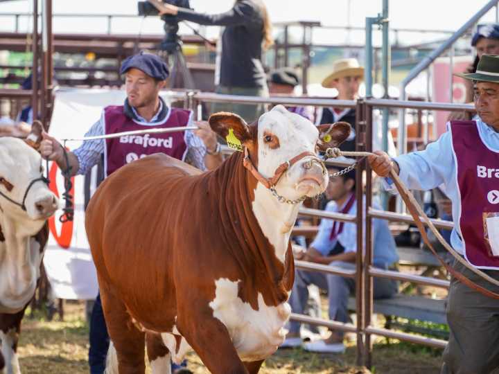 Se viene la Nacional Primavera Braford en Chaco