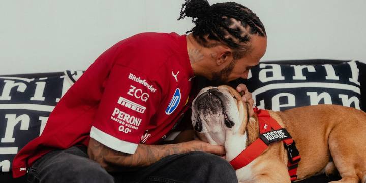El alarmante mensaje de Lewis Hamilton por el estado de salud de su perro Roscoe, su inseparable compañero: “Han sido horas aterradoras”