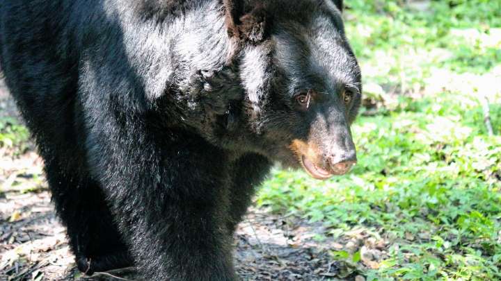 Conservationists sue to stop Florida’s first black bear hunt in a decade