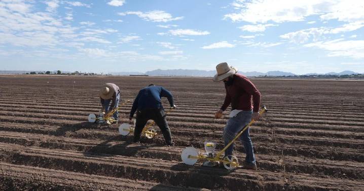 In the Field: Researchers tackle lettuce disease at Yuma farm