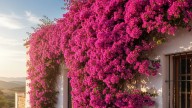 Las tres plantas trepadoras para sembrar en septiembre y que dan sombra en verano